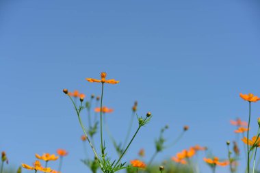 Soyut ışık ve bokeh arka plan için renkli çiçeklerle. Bahar resmi bahçe. Renkli çiçek güzel bahçe.