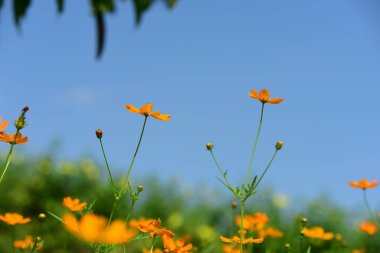 Soyut ışık ve bokeh arka plan için renkli çiçeklerle. Bahar resmi bahçe. Renkli çiçek güzel bir bahçe. Resmi bahçe. Park. Güzel bahçe.