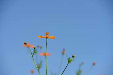 Soyut ışık ve bokeh arka plan için renkli çiçeklerle. Bahar resmi bahçe. Renkli çiçek güzel bir bahçe. Resmi bahçe. Park. Güzel bahçe.