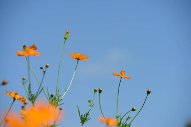 Soyut ışık ve bokeh arka plan için renkli çiçeklerle. Bahar resmi bahçe. Renkli çiçek güzel bahçe.