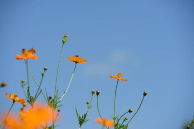 Bahar Balosu Bahçesi. Renkli çiçeklerden oluşan güzel bir bahçe. Bahçe düzenlemeleri. Park et. Güzel Bahçe.