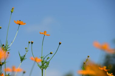 Bahar Balosu Bahçesi. Renkli çiçeklerden oluşan güzel bir bahçe. Bahçe düzenlemeleri. Park et. Güzel Bahçe.