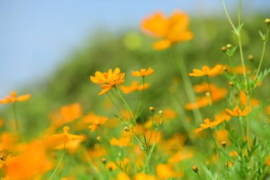 Bahar Balosu Bahçesi. Renkli çiçeklerden oluşan güzel bir bahçe. Bahçe düzenlemeleri. Park et. Güzel Bahçe.