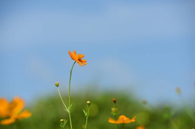 Bahar Balosu Bahçesi. Renkli çiçeklerden oluşan güzel bir bahçe. Bahçe düzenlemeleri. Park et. Güzel Bahçe.