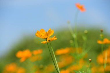 Bahar Balosu Bahçesi. Renkli çiçeklerden oluşan güzel bir bahçe. Bahçe düzenlemeleri. Park et. Güzel Bahçe.
