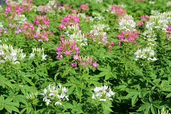 Renkli cosmos çiçeklerle soyut ışık ve bokeh arka plan için. Bahar resmi bahçe. Renkli çiçek güzel bir bahçe. Resmi bahçe. Park. Güzel bahçe.