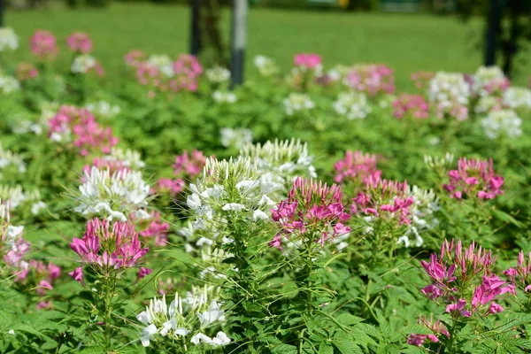 Soyut ışık ve bokeh arka plan için renkli çiçeklerle. Bahar resmi bahçe. Renkli çiçek güzel bahçe.