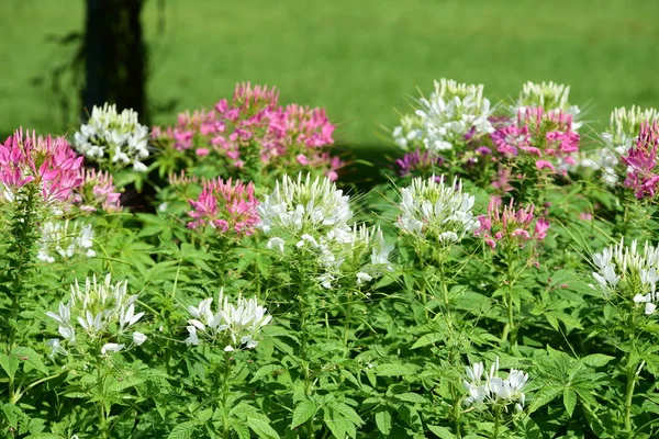 Bahar resmi bahçe. Güzel bahçe yeşil bitki. Düzenlenmiş resmi Garden.Colorful çiçek soyut ışık ve bokeh arka plan için. Bahar resmi bahçe. Renkli çiçek güzel bahçe.