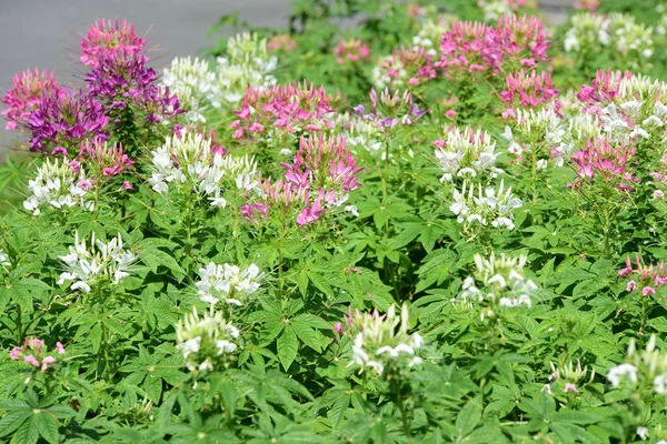 Soyut ışık ve bokeh arka plan için renkli çiçeklerle. Bahar resmi bahçe. Renkli çiçek güzel bir bahçe. Resmi bahçe. Park. Güzel bahçe.