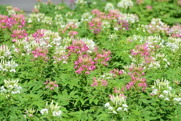 Bahar resmi bahçe. Güzel bahçe yeşil bitki. Düzenlenmiş resmi Garden.Colorful çiçek soyut ışık ve bokeh arka plan için. Bahar resmi bahçe. Renkli çiçek güzel bahçe.