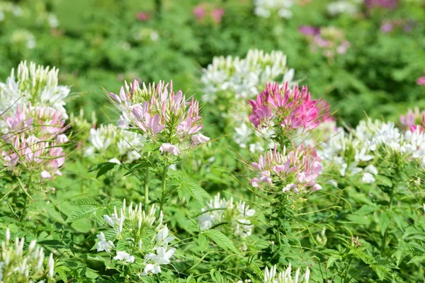 Renkli cosmos çiçeklerle soyut ışık ve bokeh arka plan için. Bahar resmi bahçe. Renkli çiçek güzel bir bahçe. Resmi bahçe. Park. Güzel bahçe.