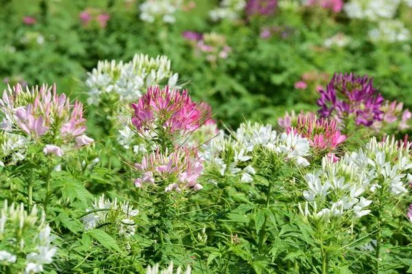 Renkli cosmos çiçeklerle soyut ışık ve bokeh arka plan için. Bahar resmi bahçe. Renkli çiçek güzel bir bahçe. Resmi bahçe. Park. Güzel bahçe.