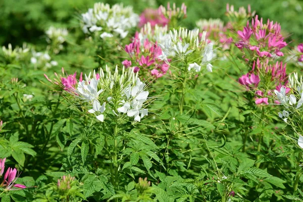 Renkli cosmos çiçeklerle soyut ışık ve bokeh arka plan için. Bahar resmi bahçe. Renkli çiçek güzel bir bahçe. Resmi bahçe. Park. Güzel bahçe.