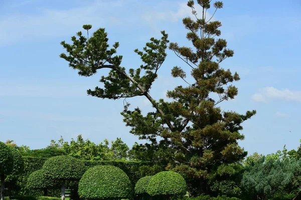 Bahar resmi bahçe. Güzel bahçe yeşil bitki. Düzenlenmiş resmi Garden.Colorful çiçek soyut ışık ve bokeh arka plan için. Bahar resmi bahçe. Renkli çiçek güzel bahçe.