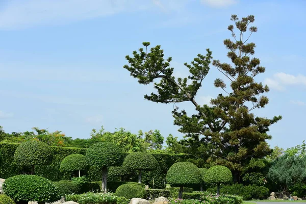 Soyut ışık ve bokeh arka plan için renkli çiçeklerle. Bahar resmi bahçe. Renkli çiçek güzel bahçe.