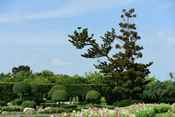 Renkli cosmos çiçeklerle soyut ışık ve bokeh arka plan için. Bahar resmi bahçe. Renkli çiçek güzel bir bahçe. Resmi bahçe. Park. Güzel bahçe.