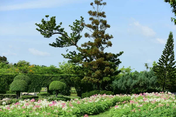 Renkli cosmos çiçeklerle soyut ışık ve bokeh arka plan için. Bahar resmi bahçe. Renkli çiçek güzel bir bahçe. Resmi bahçe. Park. Güzel bahçe.