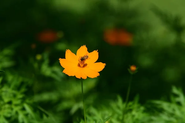 Bunten Kosmos Blumen Mit Abstraktem Licht Und Bokeh Für Background — Stockfoto