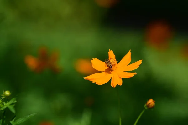 추상적인 배경에 Bokeh와 화려한 코스모스 정원입니다 다채로운 정원입니다 다운된 정원입니다 — 스톡 사진