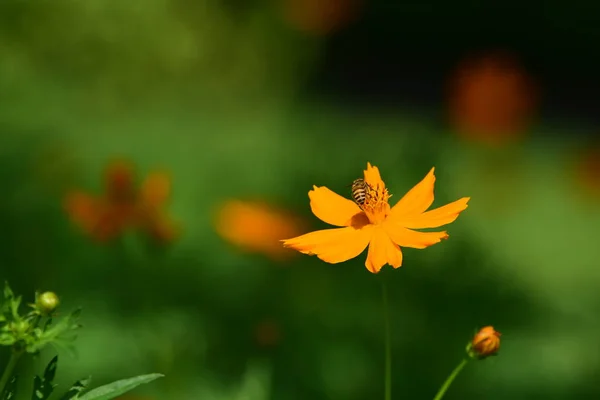 Bunten Kosmos Blumen Mit Abstraktem Licht Und Bokeh Für Background — Stockfoto