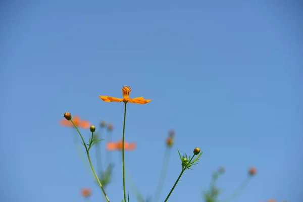 抽象的な光と背景のボケ味と色とりどりの花 春のフォーマルな庭 色とりどりの花の美しい庭園 正式な庭園 美しい庭園 — ストック写真