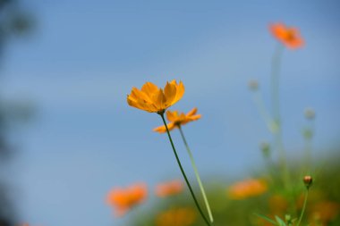 Bahar Balosu Bahçesi. Renkli çiçeklerden oluşan güzel bir bahçe. Bahçe düzenlemeleri. Park et. Güzel Bahçe.
