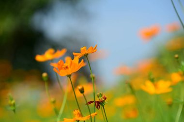 Bahar Balosu Bahçesi. Renkli çiçeklerden oluşan güzel bir bahçe. Bahçe düzenlemeleri. Park et. Güzel Bahçe.