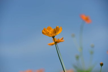 Bahar Balosu Bahçesi. Renkli çiçeklerden oluşan güzel bir bahçe. Bahçe düzenlemeleri. Park et. Güzel Bahçe.