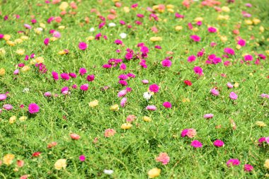 Bahar Balosu Bahçesi. Renkli çiçeklerden oluşan güzel bir bahçe. Bahçe düzenlemeleri. Park et. Güzel Bahçe.