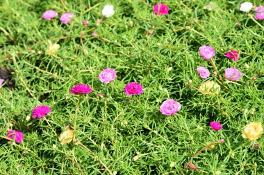 Bahar Balosu Bahçesi. Renkli çiçeklerden oluşan güzel bir bahçe. Bahçe düzenlemeleri. Park et. Güzel Bahçe.