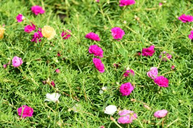 Bahar Balosu Bahçesi. Renkli çiçeklerden oluşan güzel bir bahçe. Bahçe düzenlemeleri. Park et. Güzel Bahçe.