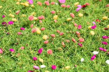 Bahar Balosu Bahçesi. Renkli çiçeklerden oluşan güzel bir bahçe. Bahçe düzenlemeleri. Park et. Güzel Bahçe.