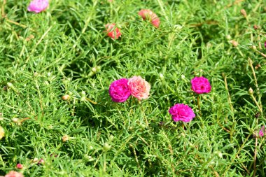 Bahar Balosu Bahçesi. Renkli çiçeklerden oluşan güzel bir bahçe. Bahçe düzenlemeleri. Park et. Güzel Bahçe.