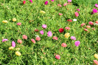 Bahar Balosu Bahçesi. Renkli çiçeklerden oluşan güzel bir bahçe. Bahçe düzenlemeleri. Park et. Güzel Bahçe.