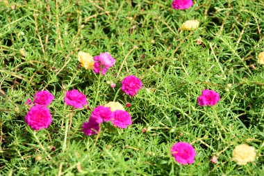 Bahar Balosu Bahçesi. Renkli çiçeklerden oluşan güzel bir bahçe. Bahçe düzenlemeleri. Park et. Güzel Bahçe.