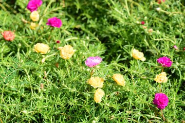 Bahar Balosu Bahçesi. Renkli çiçeklerden oluşan güzel bir bahçe. Bahçe düzenlemeleri. Park et. Güzel Bahçe.