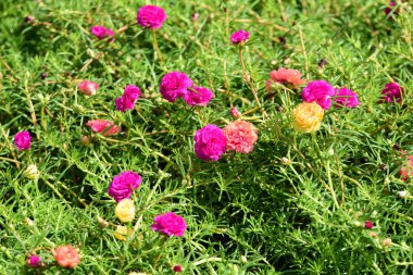 Bahar Balosu Bahçesi. Renkli çiçeklerden oluşan güzel bir bahçe. Bahçe düzenlemeleri. Park et. Güzel Bahçe.