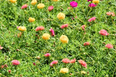 Bahar Balosu Bahçesi. Renkli çiçeklerden oluşan güzel bir bahçe. Bahçe düzenlemeleri. Park et. Güzel Bahçe.