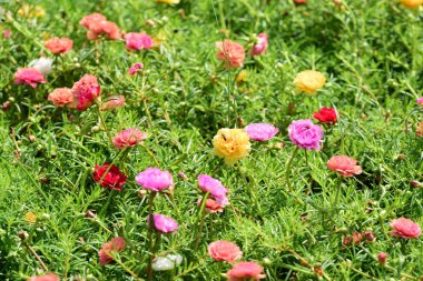 Bahar Balosu Bahçesi. Renkli çiçeklerden oluşan güzel bir bahçe. Bahçe düzenlemeleri. Park et. Güzel Bahçe.