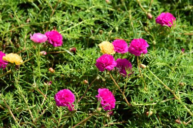 Bahar Balosu Bahçesi. Renkli çiçeklerden oluşan güzel bir bahçe. Bahçe düzenlemeleri. Park et. Güzel Bahçe.