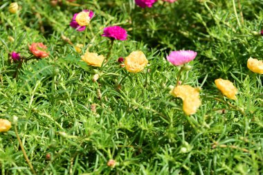 Bahar Balosu Bahçesi. Renkli çiçeklerden oluşan güzel bir bahçe. Bahçe düzenlemeleri. Park et. Güzel Bahçe.