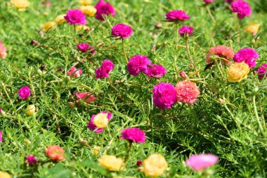 Bahar Balosu Bahçesi. Renkli çiçeklerden oluşan güzel bir bahçe. Bahçe düzenlemeleri. Park et. Güzel Bahçe.