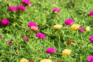 Bahar Balosu Bahçesi. Renkli çiçeklerden oluşan güzel bir bahçe. Bahçe düzenlemeleri. Park et. Güzel Bahçe.