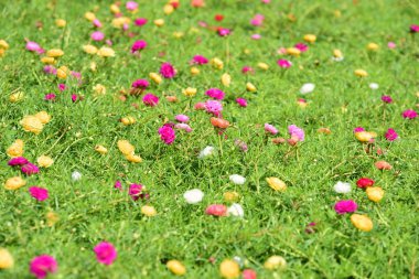 Bahar Balosu Bahçesi. Renkli çiçeklerden oluşan güzel bir bahçe. Bahçe düzenlemeleri. Park et. Güzel Bahçe.