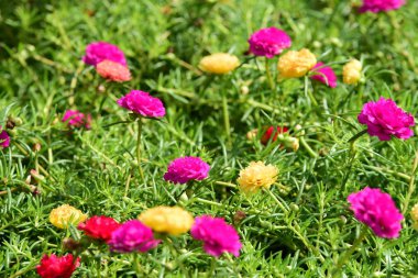 Bahar Balosu Bahçesi. Renkli çiçeklerden oluşan güzel bir bahçe. Bahçe düzenlemeleri. Park et. Güzel Bahçe.