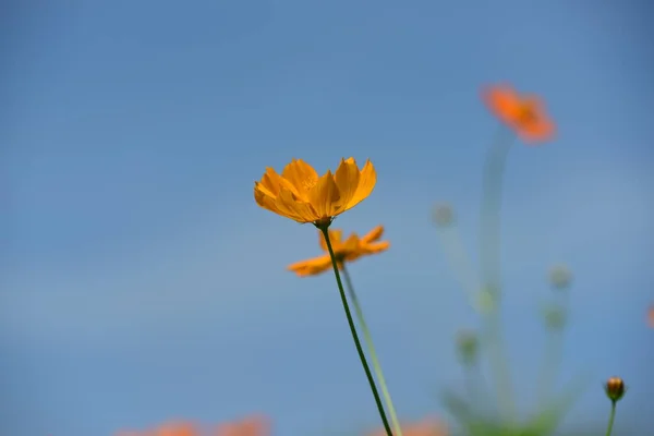 Vårens Formella Trädgård Vacker Trädgård Rgglada Blommor Landskapad Formell Trã — Stockfoto