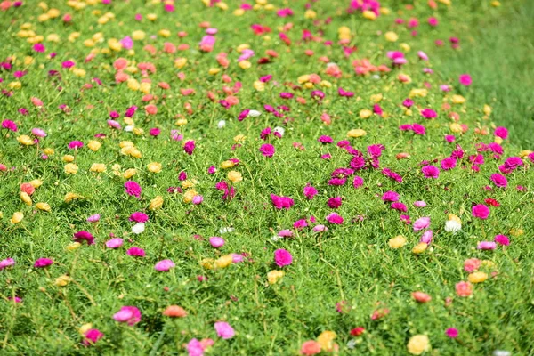 Bahar Balosu Bahçesi. Renkli çiçeklerden oluşan güzel bir bahçe. Bahçe düzenlemeleri. Park et. Güzel Bahçe.