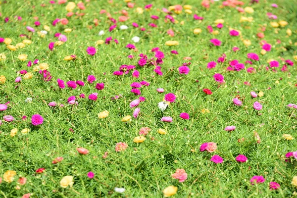 Bahar Balosu Bahçesi. Renkli çiçeklerden oluşan güzel bir bahçe. Bahçe düzenlemeleri. Park et. Güzel Bahçe.