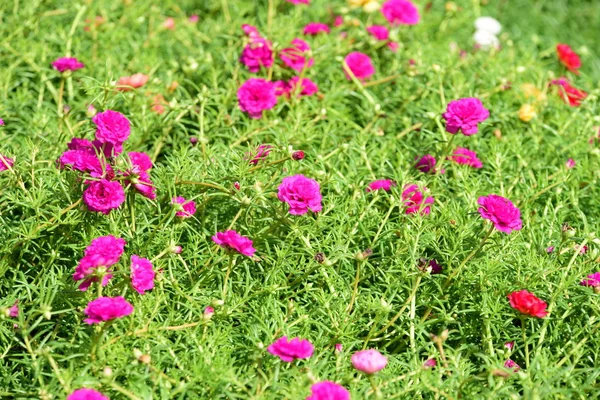 Spring Formal Garden. Beautiful garden of colorful flowers.Landscaped Formal Garden. Park. Beautiful Garden.