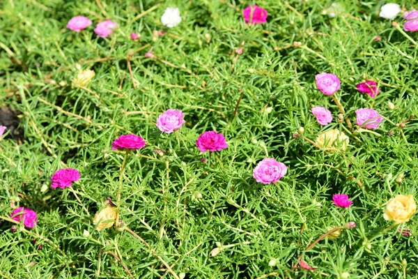 Bahar Balosu Bahçesi. Renkli çiçeklerden oluşan güzel bir bahçe. Bahçe düzenlemeleri. Park et. Güzel Bahçe.